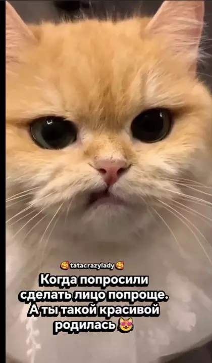 Эти забавные животные