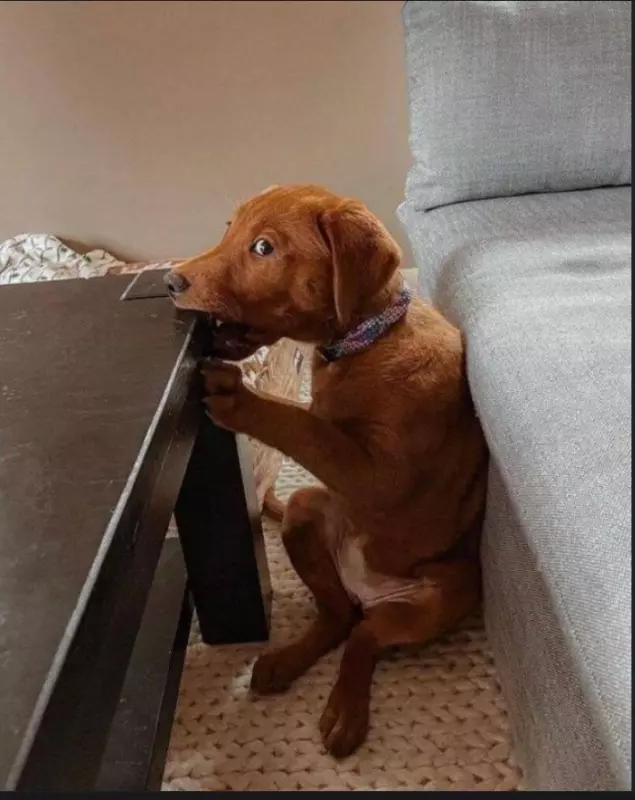 Эти забавные животные