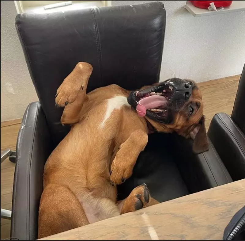 Эти забавные животные