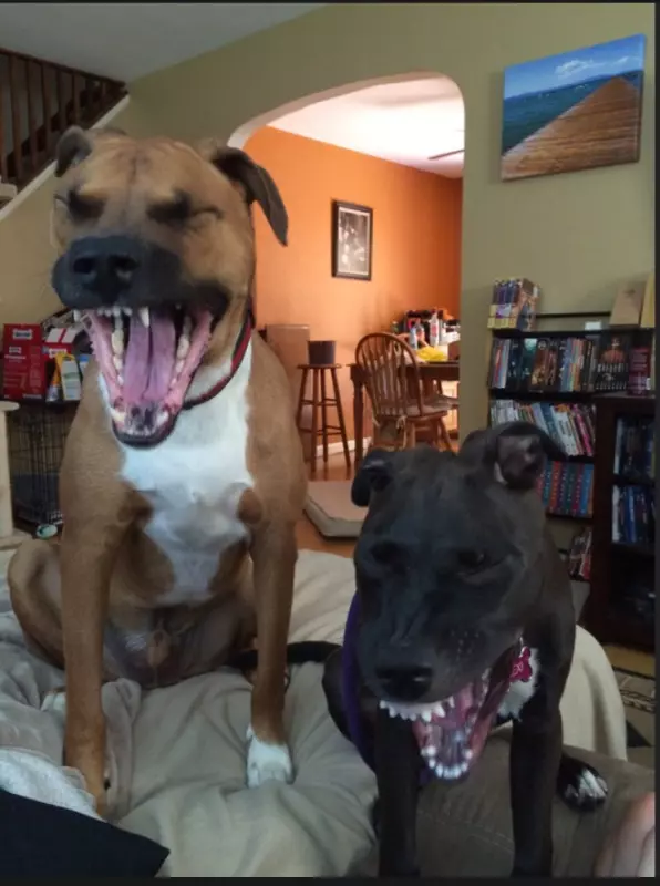 Эти забавные животные