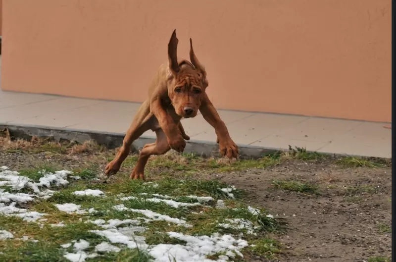 Эти забавные животные