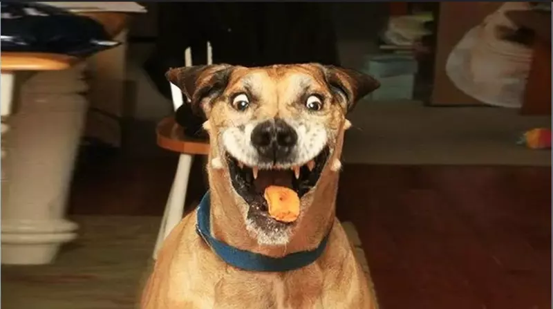 Эти забавные животные