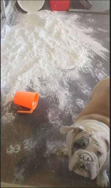 Эти забавные животные