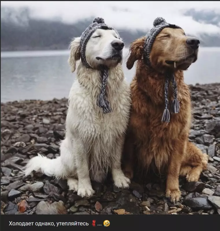 Эти забавные животные