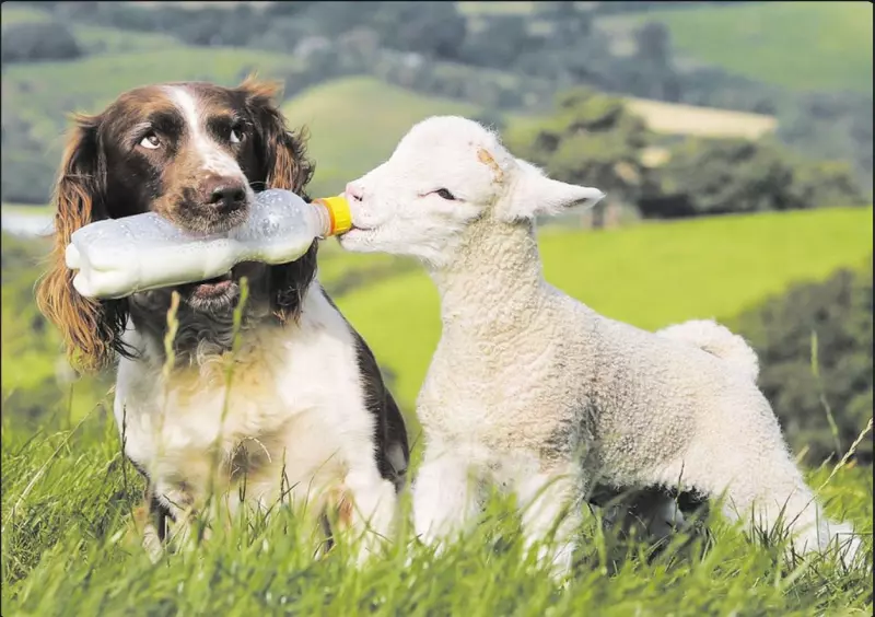 Эти забавные животные