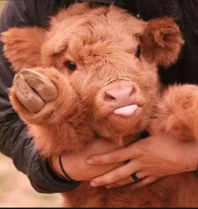 Эти забавные животные