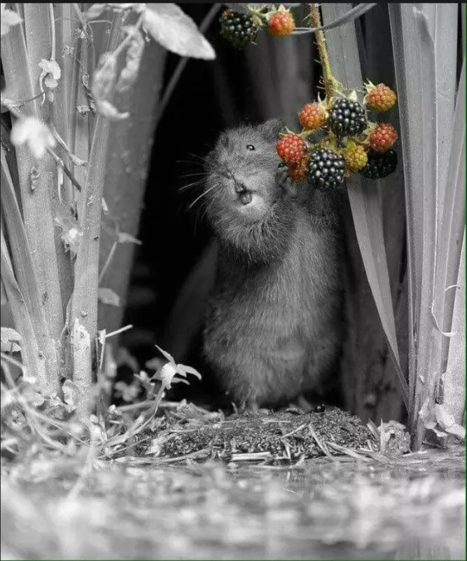 Эти забавные животные