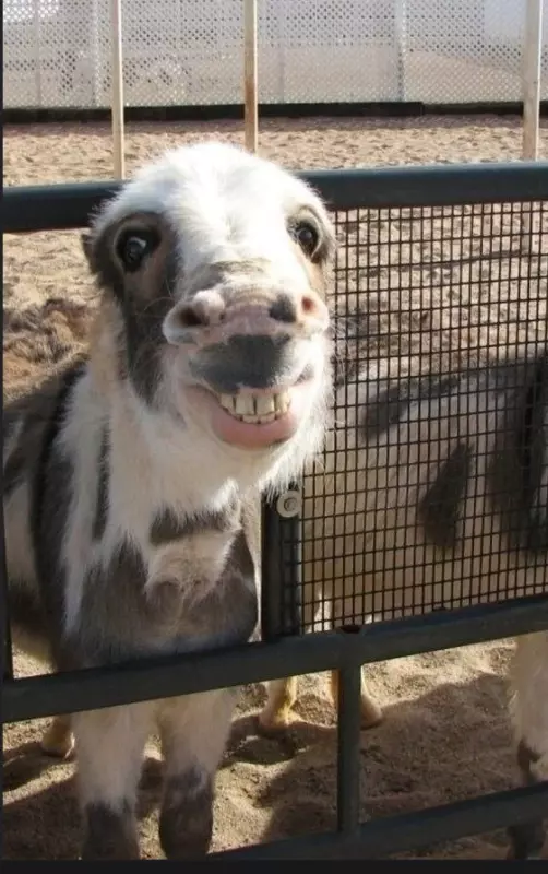 Эти забавные животные