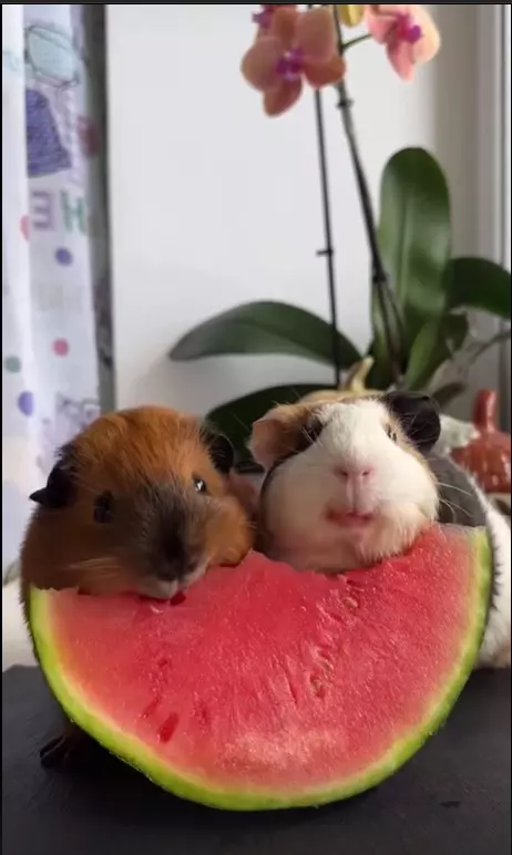 Эти забавные животные