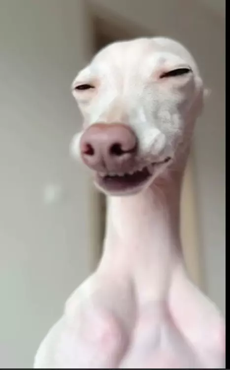 Эти забавные животные