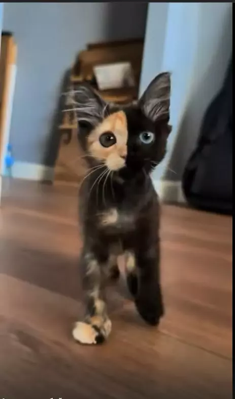 Эти забавные животные