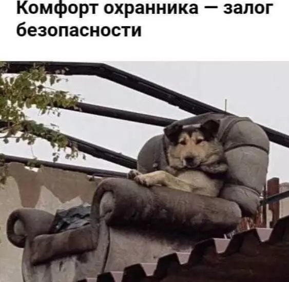 Эти забавные животные