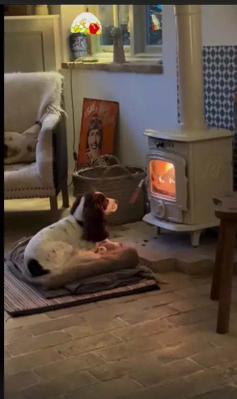 Эти забавные животные