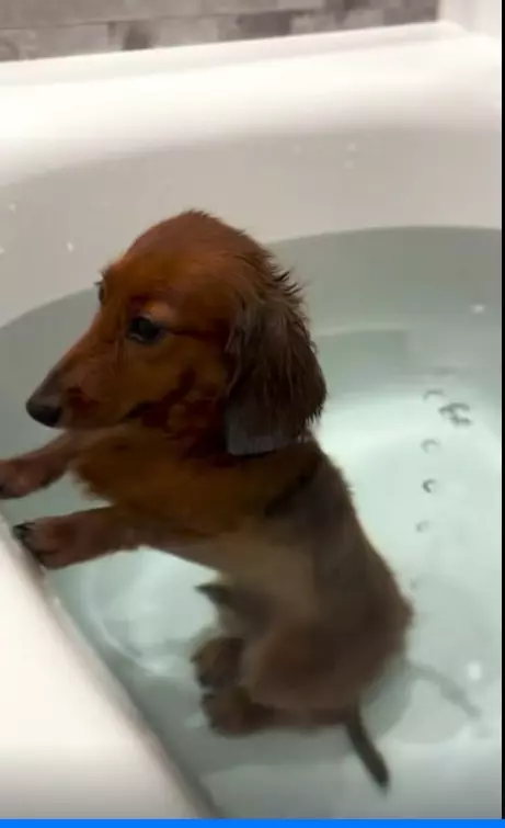 Эти забавные животные