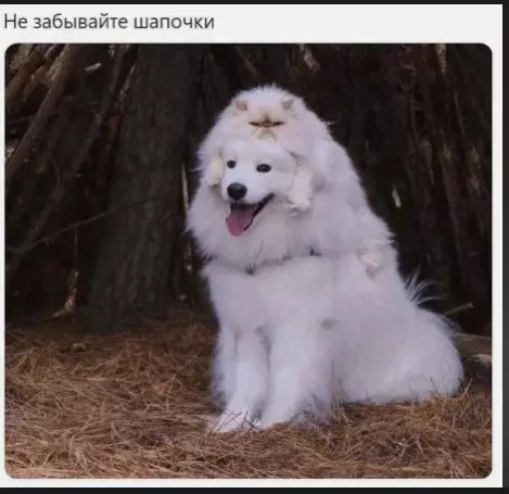 Эти забавные животные