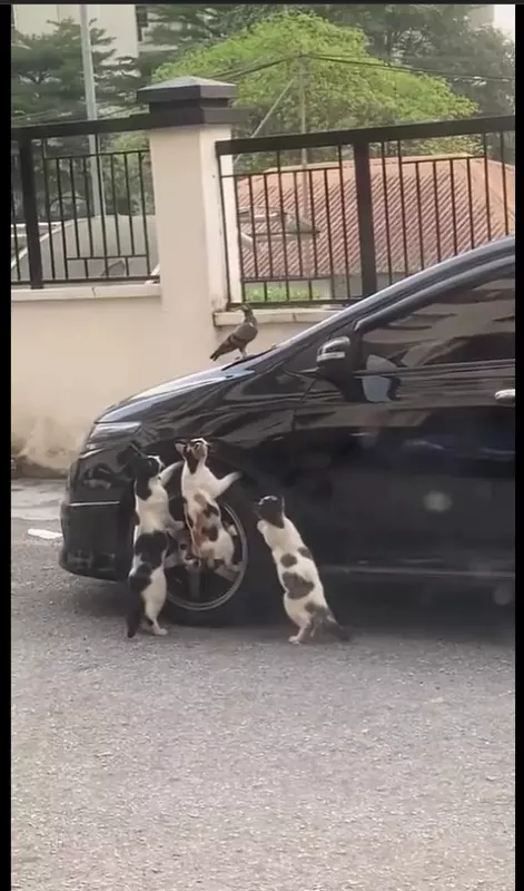 Эти забавные животные