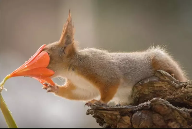 Эти забавные животные