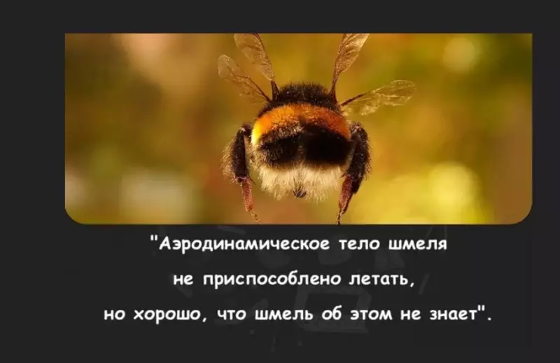 Эти забавные животные