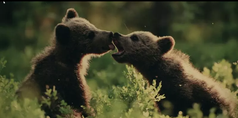 Эти забавные животные