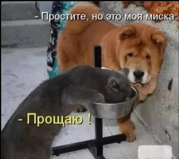 Эти забавные животные