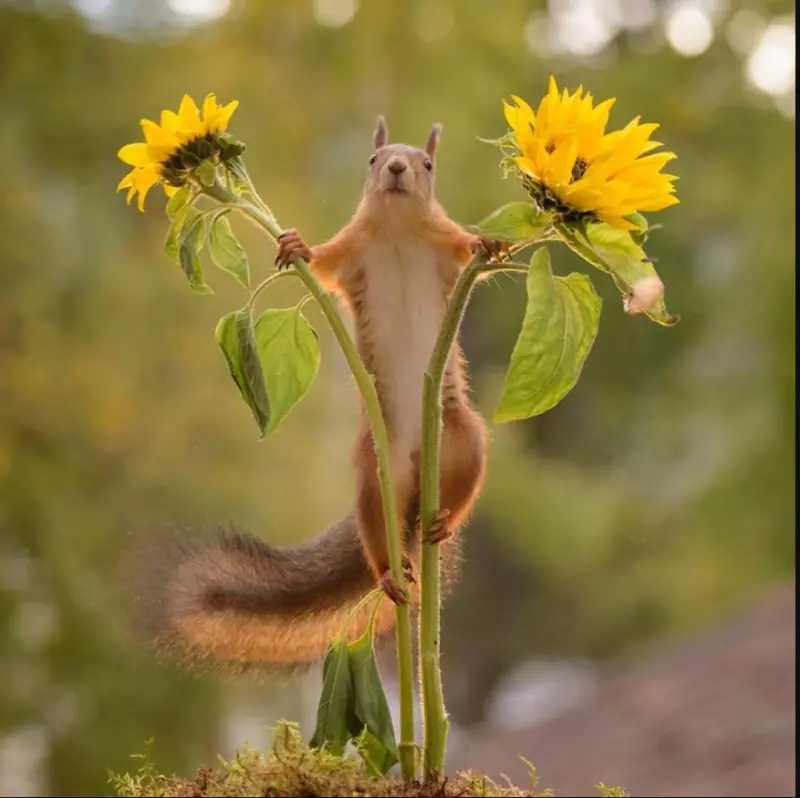 Эти забавные животные