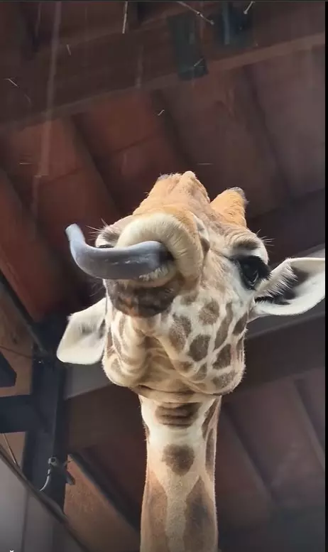 Эти забавные животные