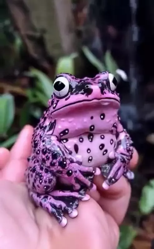 Эти забавные животные