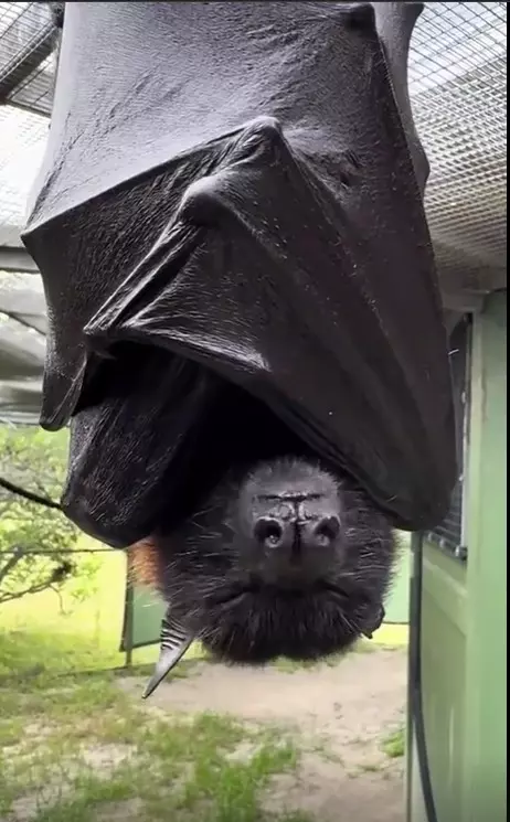 Эти забавные животные