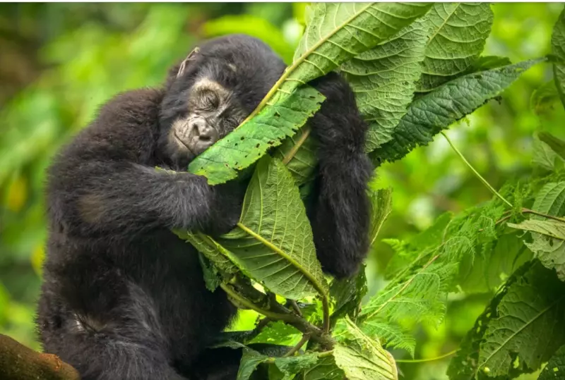 Эти забавные животные