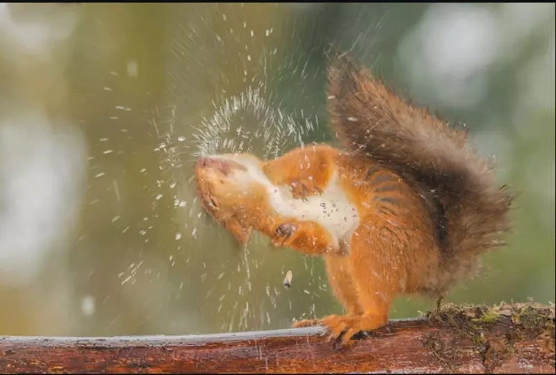 Эти забавные животные