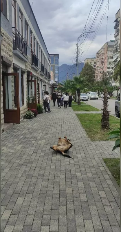 Эти забавные животные