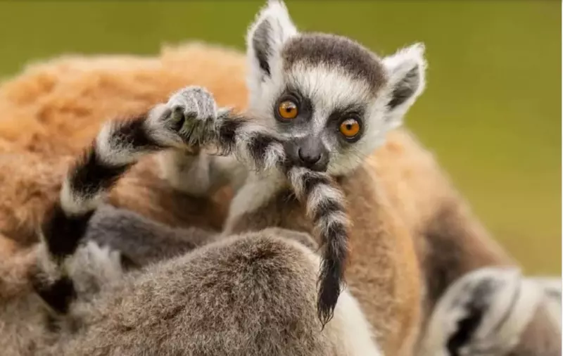 Эти забавные животные