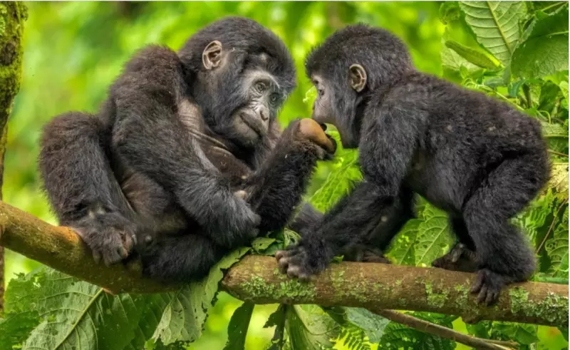 Эти забавные животные