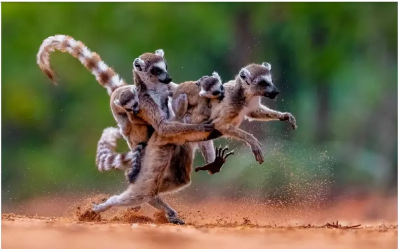 Эти забавные животные