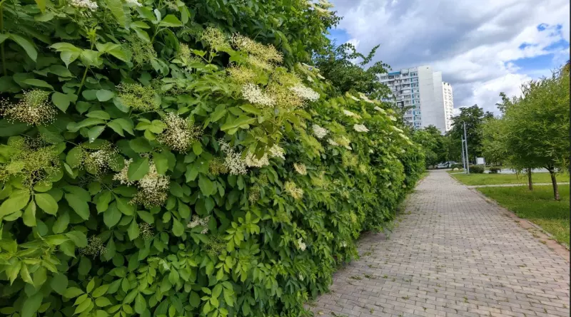 Флора