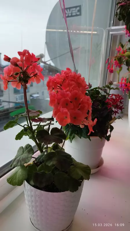 Tapтaлeтки & Ко