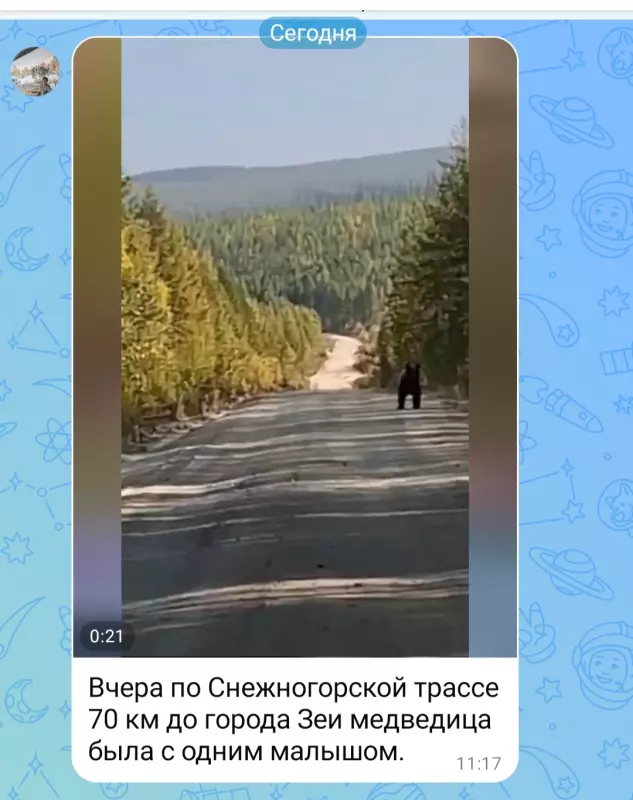 Нашествие медведей