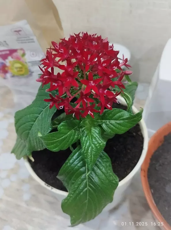 Лютики-цветочки или увлекательное крестьянство