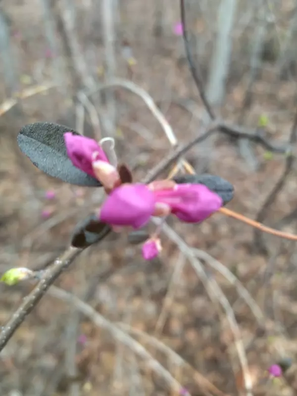 Чайная беседка