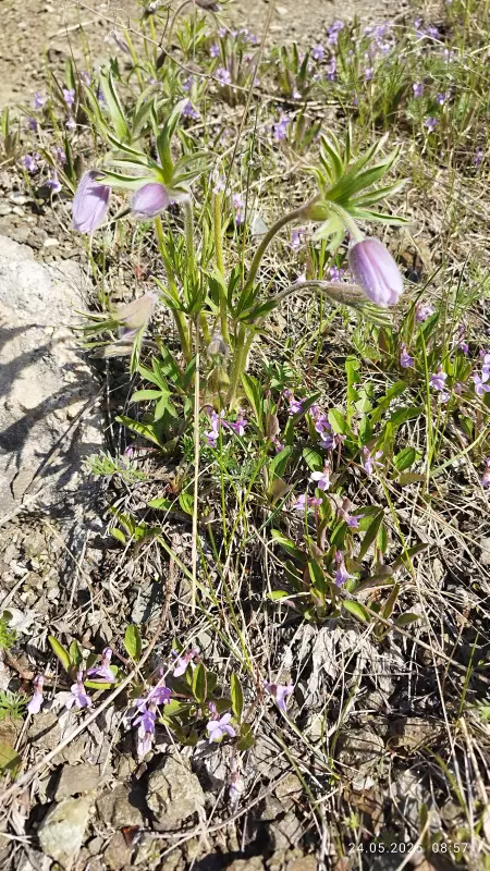Чайная беседка