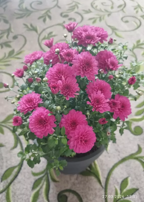 Чайная беседка