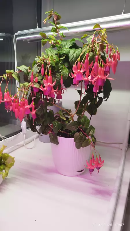 Чайная беседка