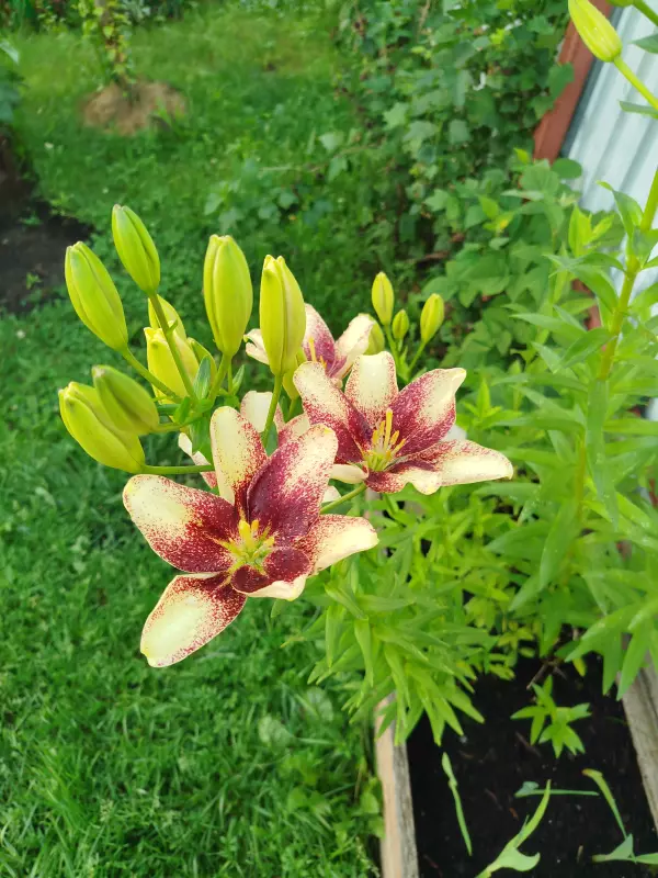 Загородная жизнь - обустройство на земле во всем разнообразии