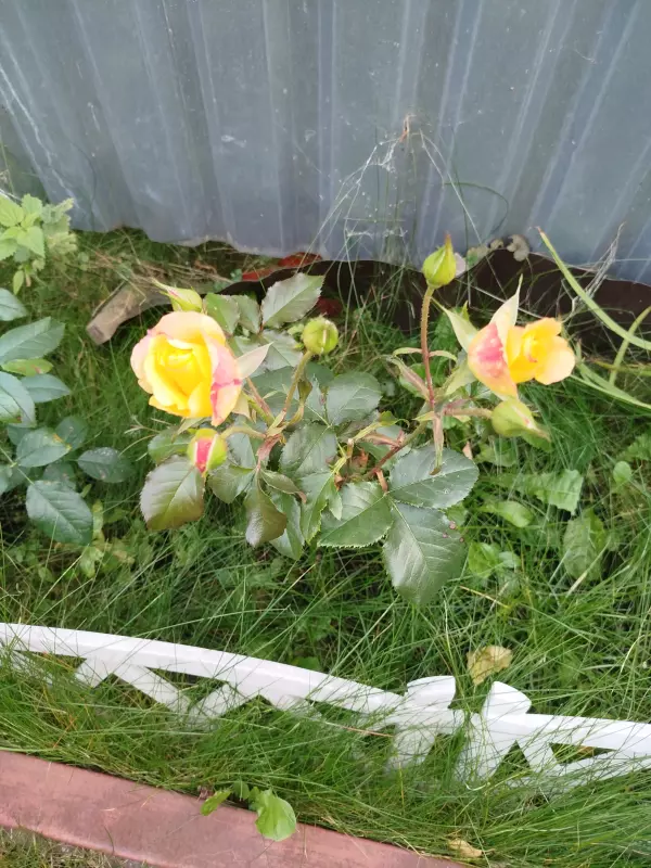 Загородная жизнь - обустройство на земле во всем разнообразии