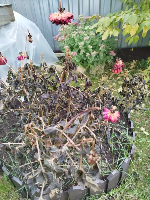 Загородная жизнь - обустройство на земле во всем разнообразии