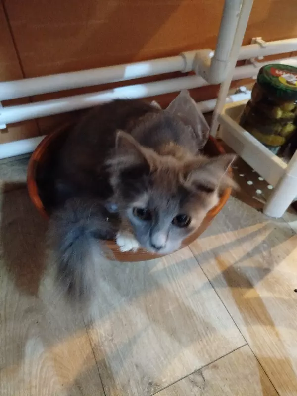Tapтaлeтки & Ко