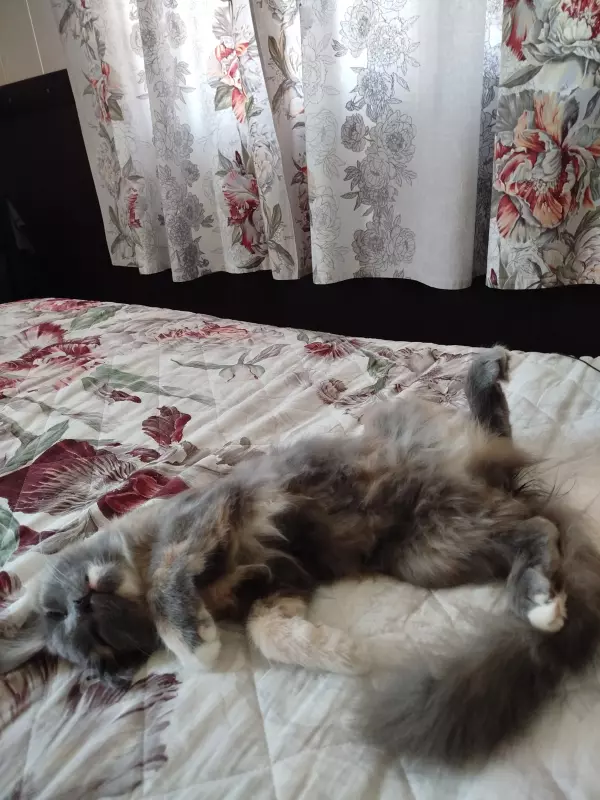 Tapтaлeтки & Ко