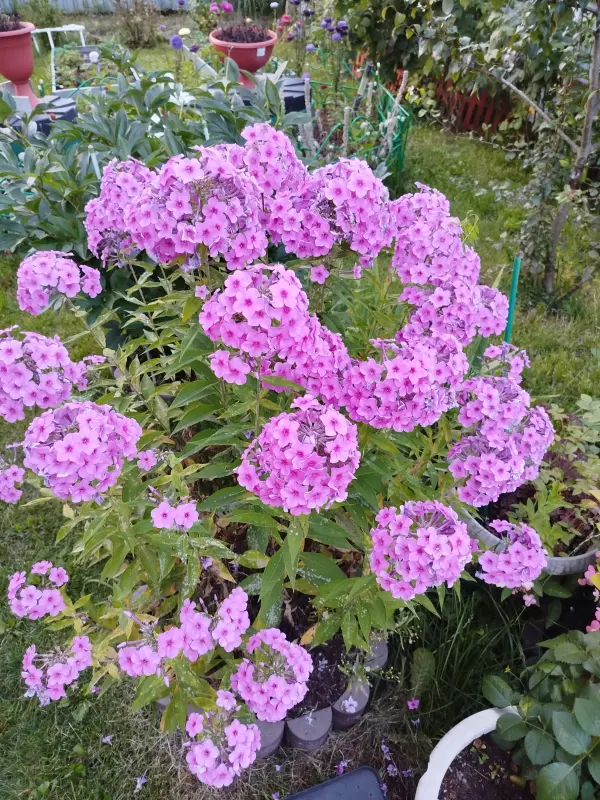 Tapтaлeтки & Ко