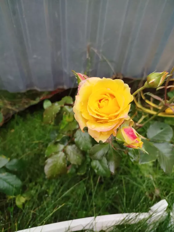 Чайная беседка