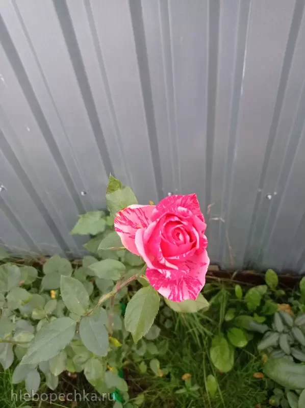 Дизайн участка